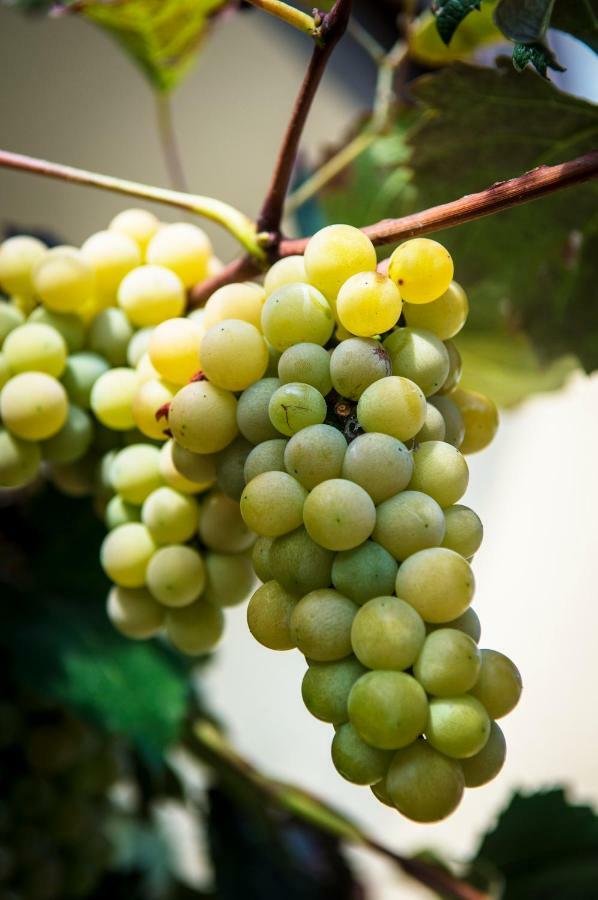 Pr'Jernejc Agroturism Villa Lesce  Dış mekan fotoğraf
